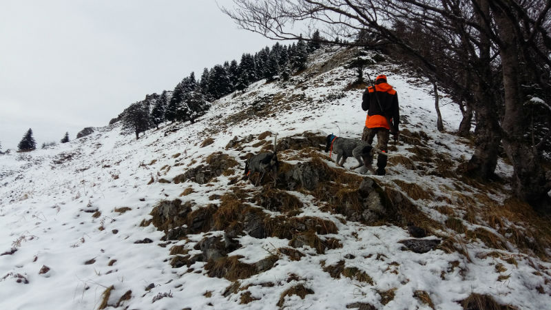 Chasse de groupe au grand gibier