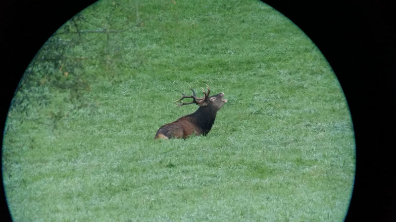 Chasse du Cerf à l’approche