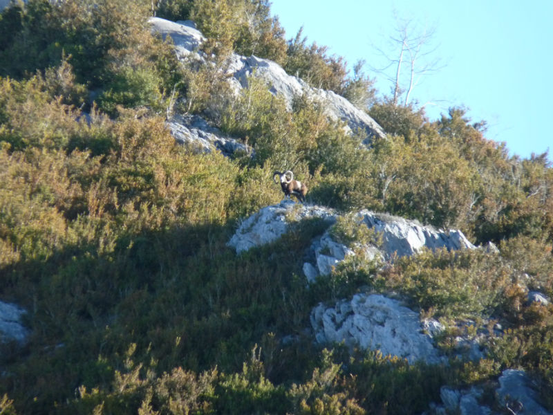Chasse du mouflon à l’approche