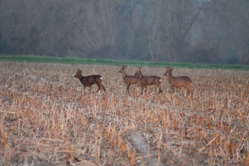 Chasse d’hiver du Chevreuil à l’approche