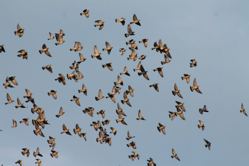 Chasse de la palombe au col