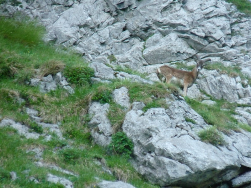 Chasse du mouflon à l’approche
