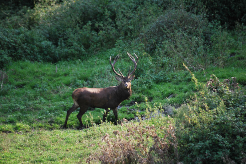 Chasse du Cerf à l’approche
