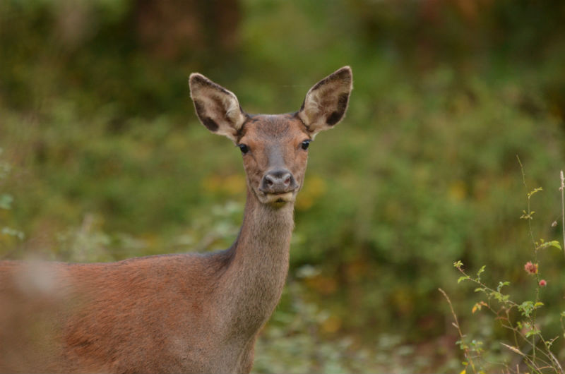 Chasse de la Biche