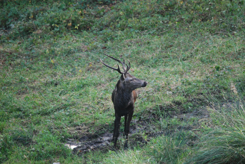 Chasse du Cerf à l’approche