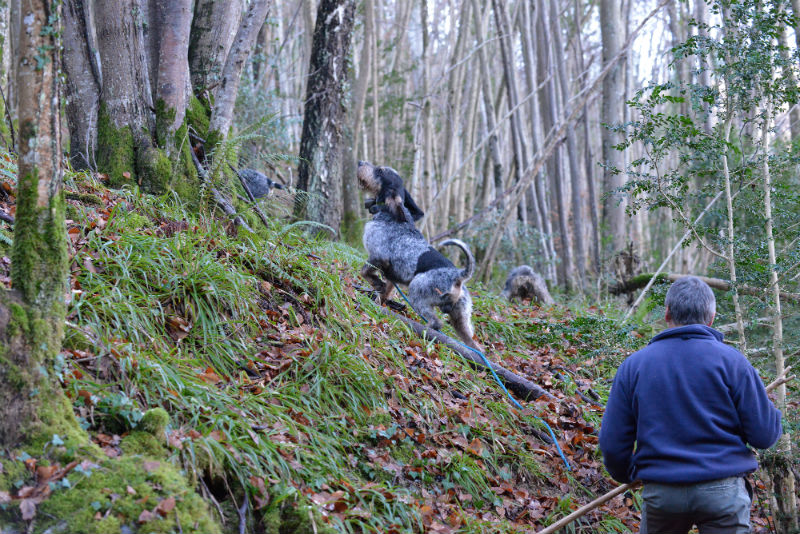 Chasse du sanglier en battue