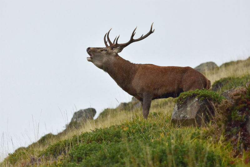 Chasse du Cerf à l’approche