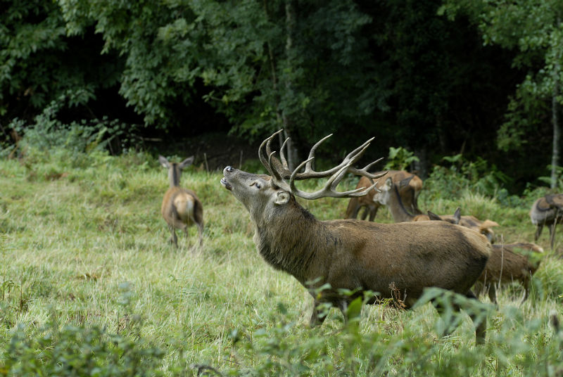 Chasse du Cerf à l’approche