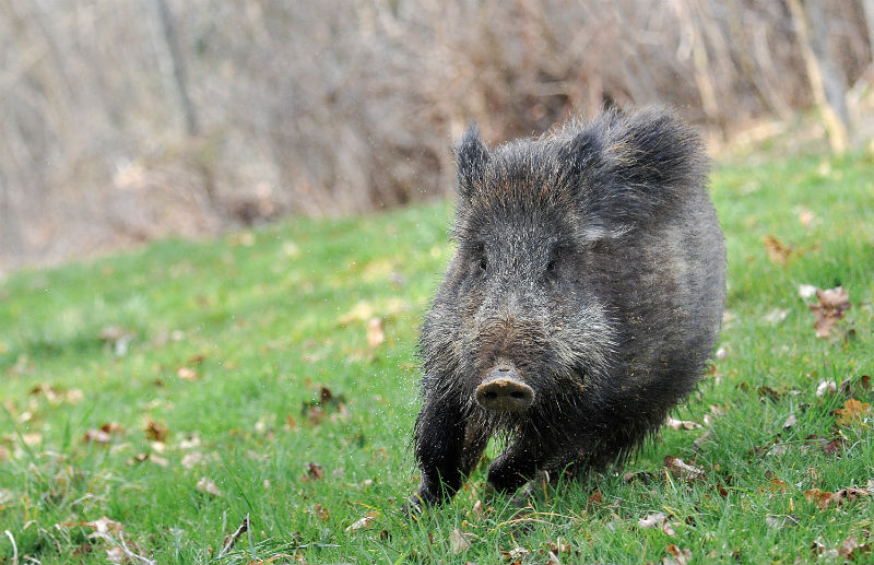 Chasse du sanglier et du chevreuil en battue