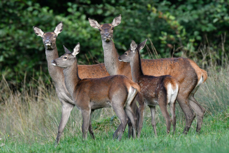 Chasse des grands cervidés (Biche & Jeune) à l’approche