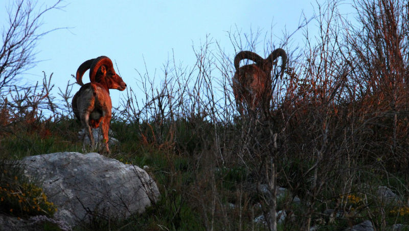 Chasse du Mouflon à l’approche