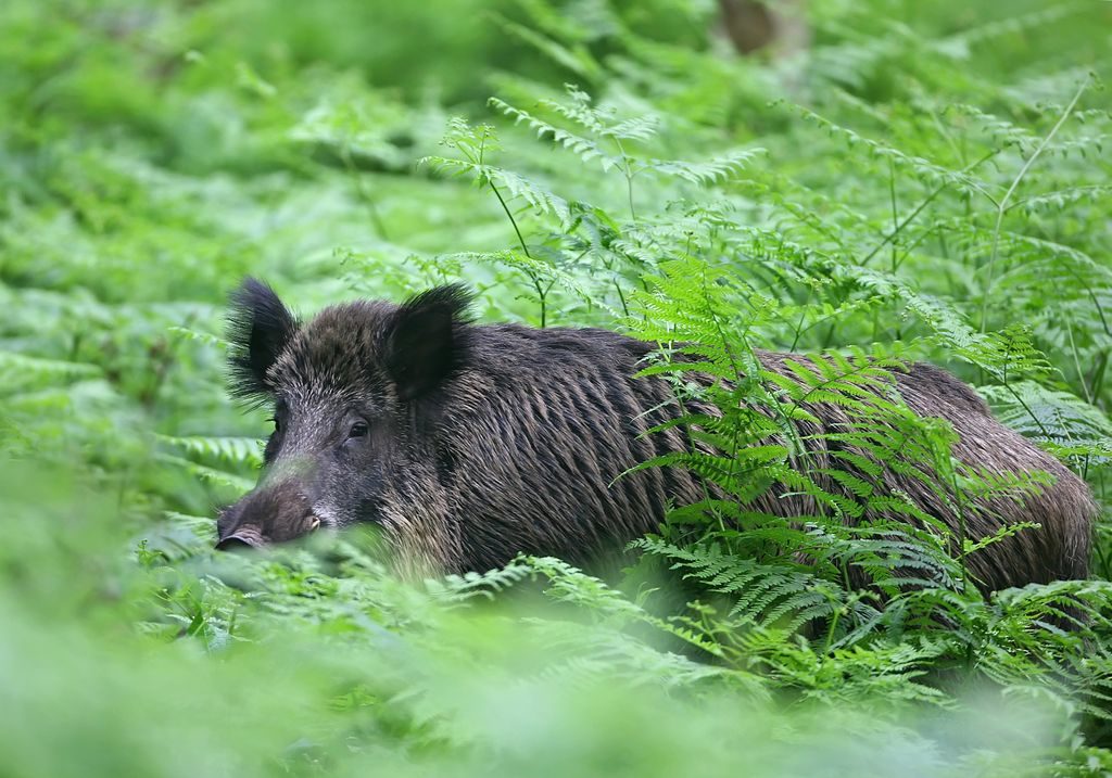 Chasse du sanglier à l’année ou journée – Fondamente